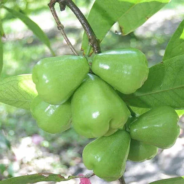 Green Dragon Wax Apple