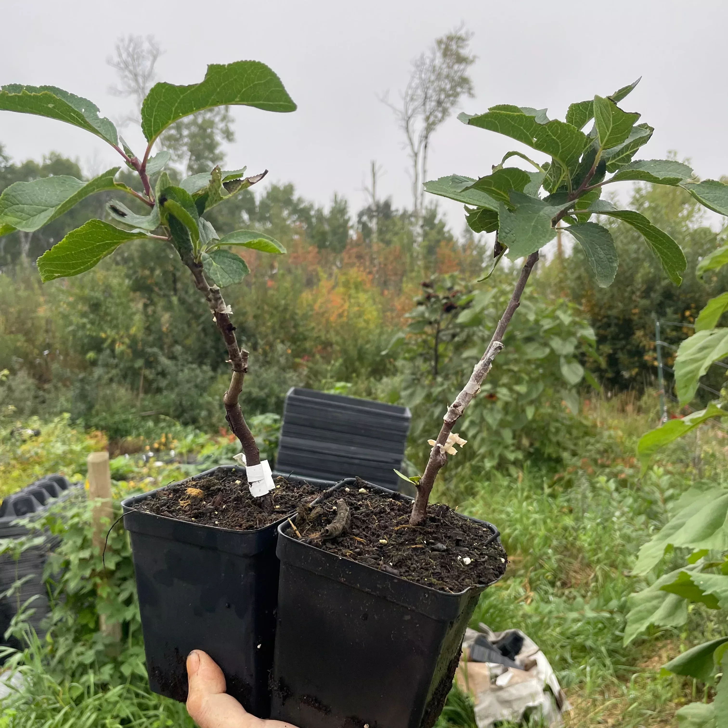 Green Gage Plum Tree