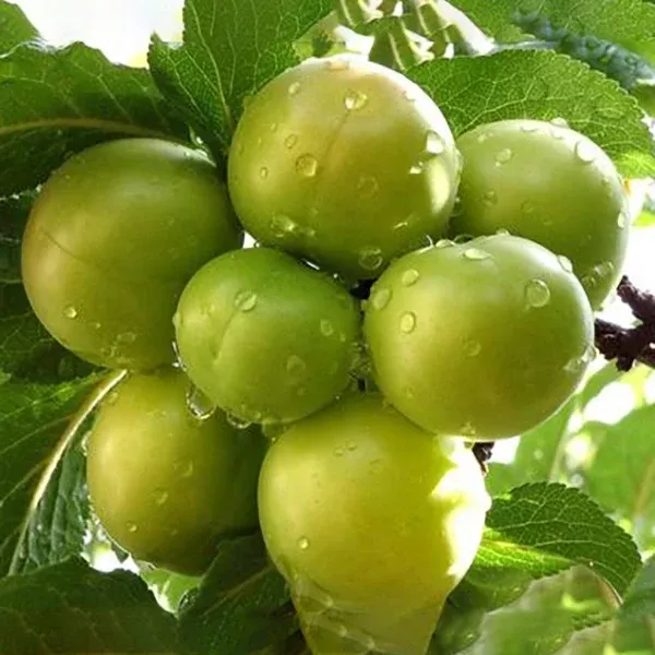 Green Gage Plum
