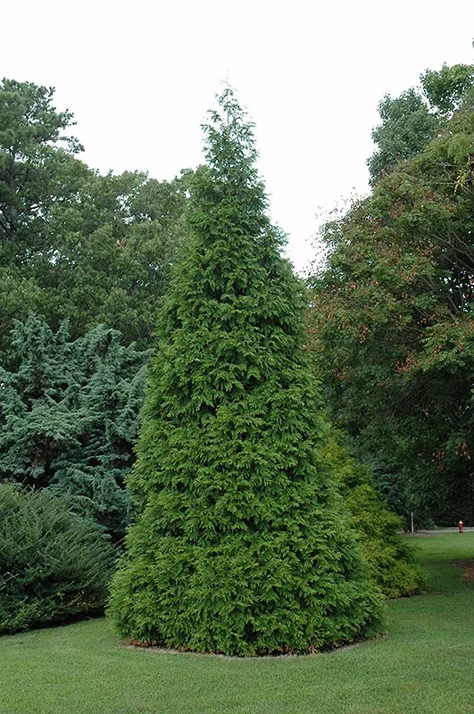 Green Giant Arborvitae - Thuja - 10 Gallon 4-5' Foot Potted Tree