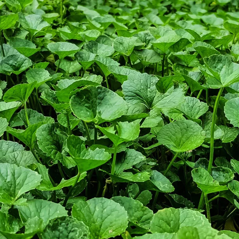 Green Gotu Kola Seeds Organic Hat Rau Ma Big Leaf (Centella asiatica) – Large-leaf herb, thrives in moist areas, known as Asiatic Pennywort