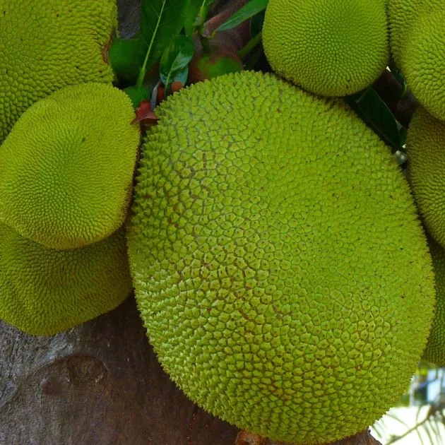 Green Jackfruit (Young Jackfruit For Cooking)