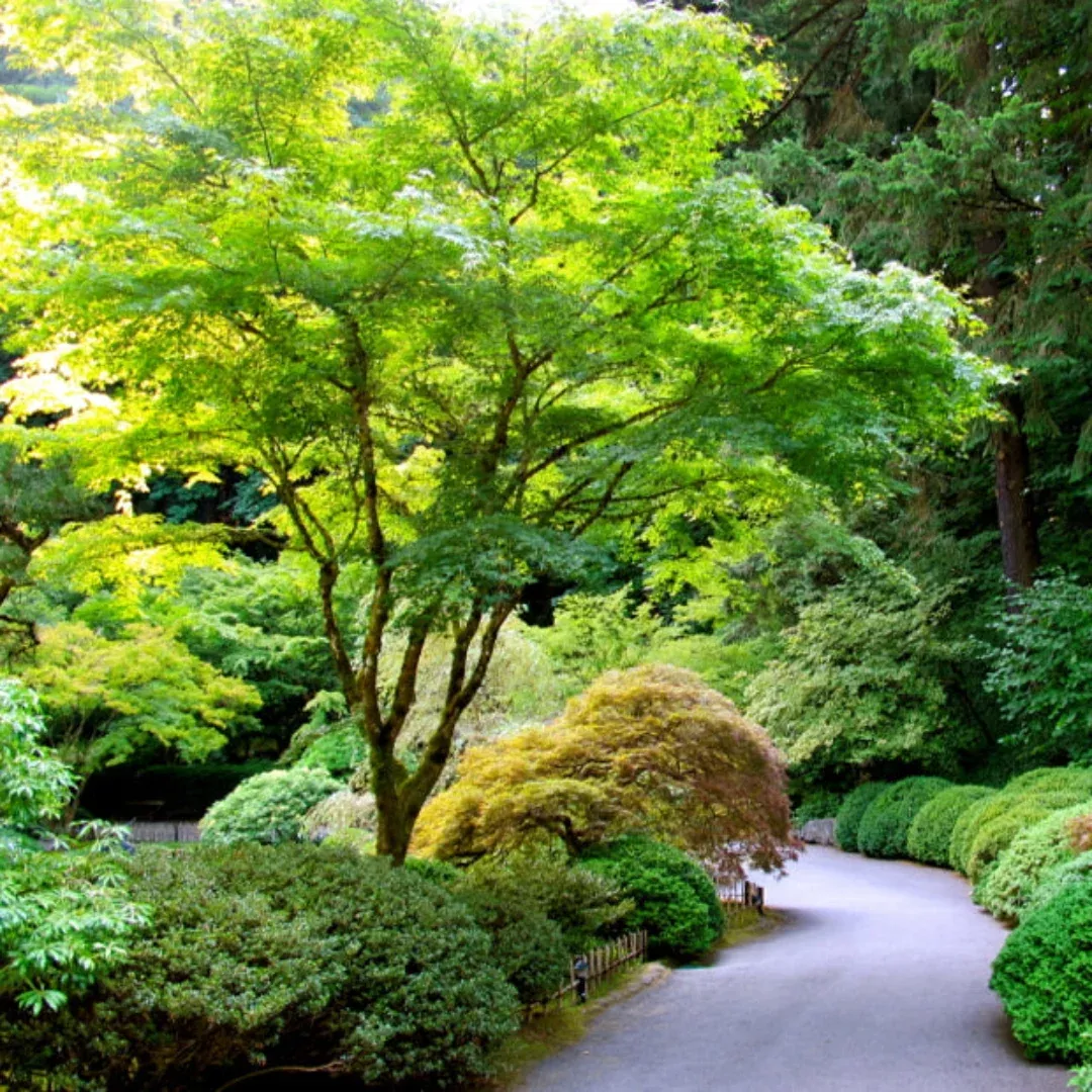 Green Japanese Maple Seedling