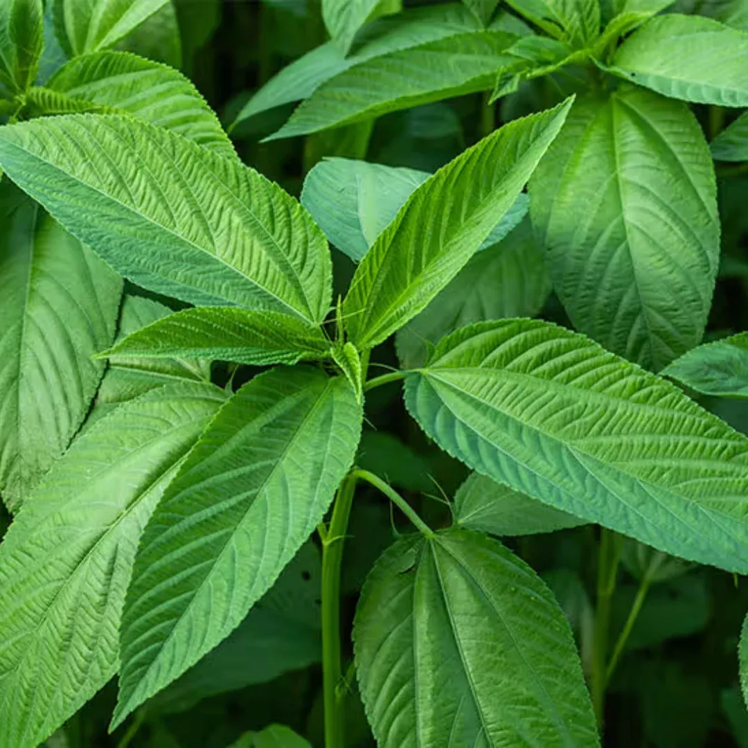 Green Jute "Rau Day Xanh" Egyptian Spinach 50+ Seeds Heirloom (Corchorus olitorius)