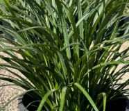 Green Liriope