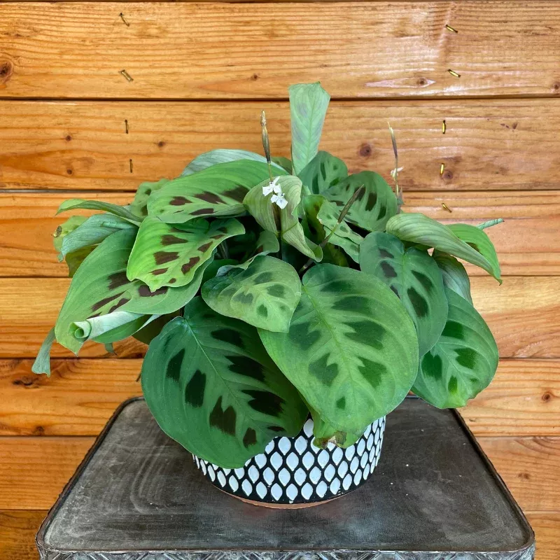 Green Maranta Plant Plug (Maranta leuconeura) – Striking Veined Leaves for Indoor Spaces and Terrariums.