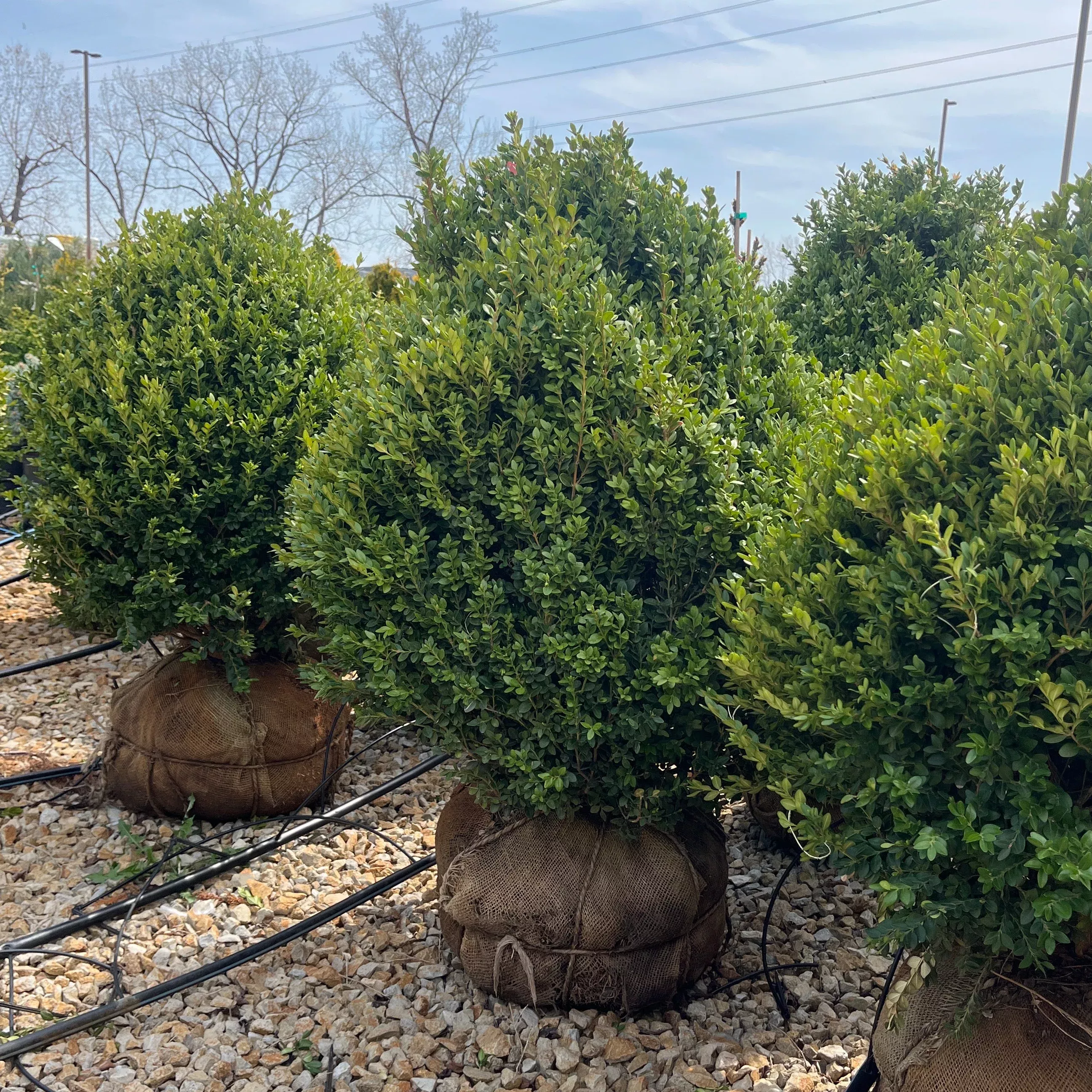 Green Mountain Boxwood - Buxus - 24-30" Ball & Burlap Evergreen Shrub