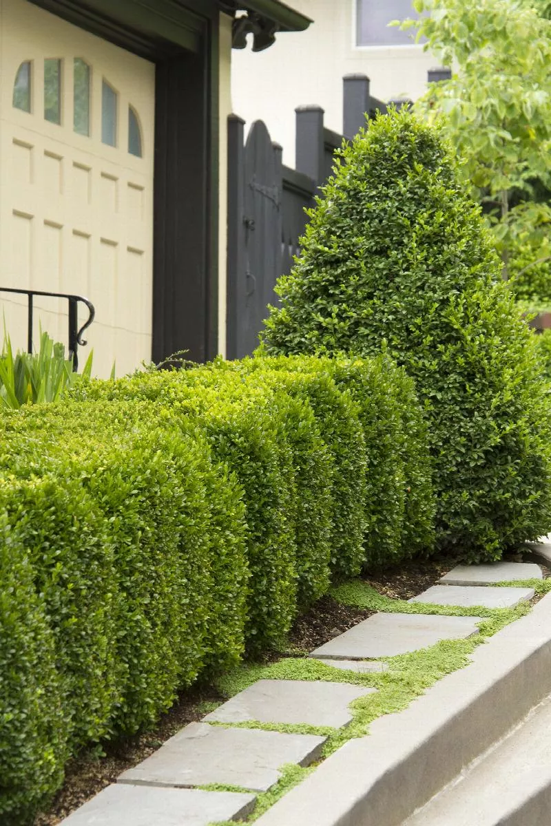 Green Mountain Boxwood, various