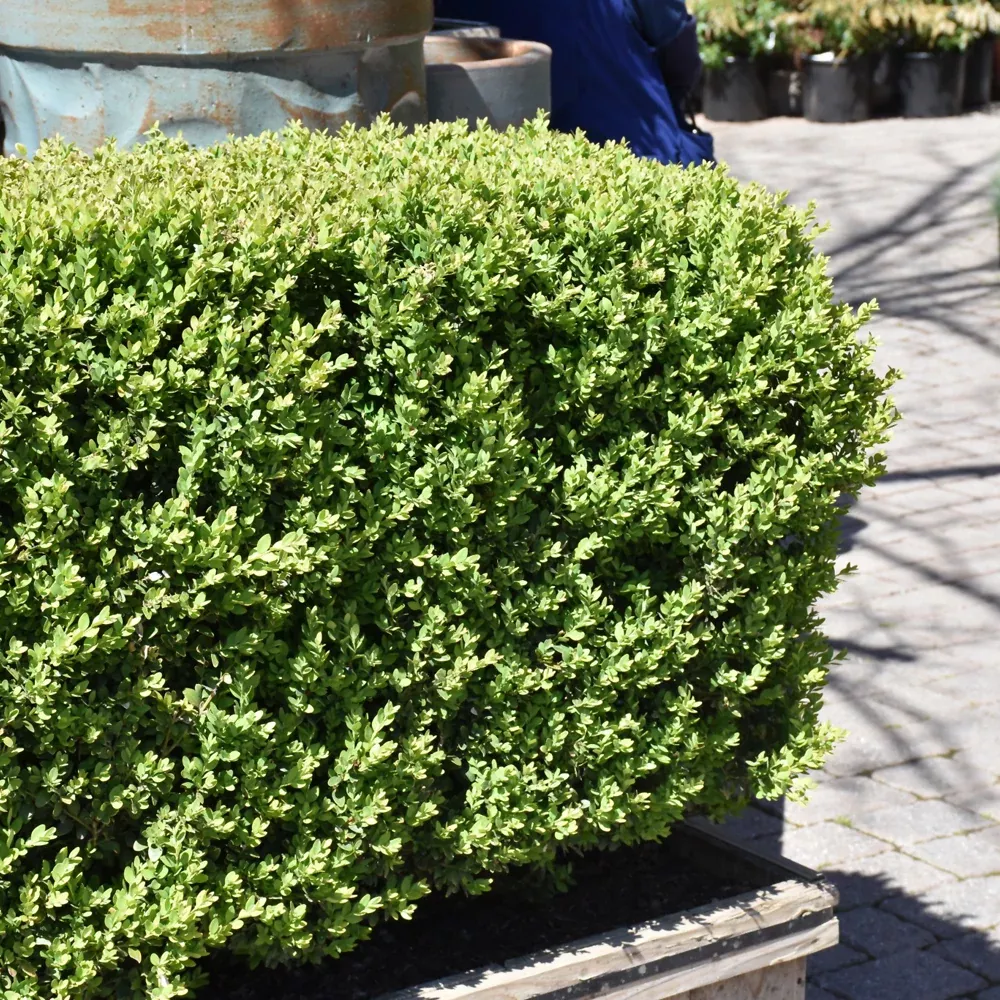 Green Mountain Boxwood