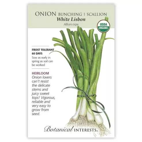 Green Onion 'Lisbon'