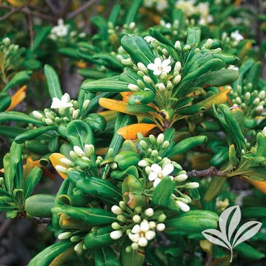 Green Pittosporum