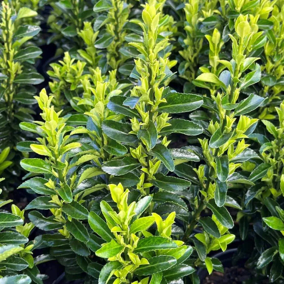 Green Spire Euonymus