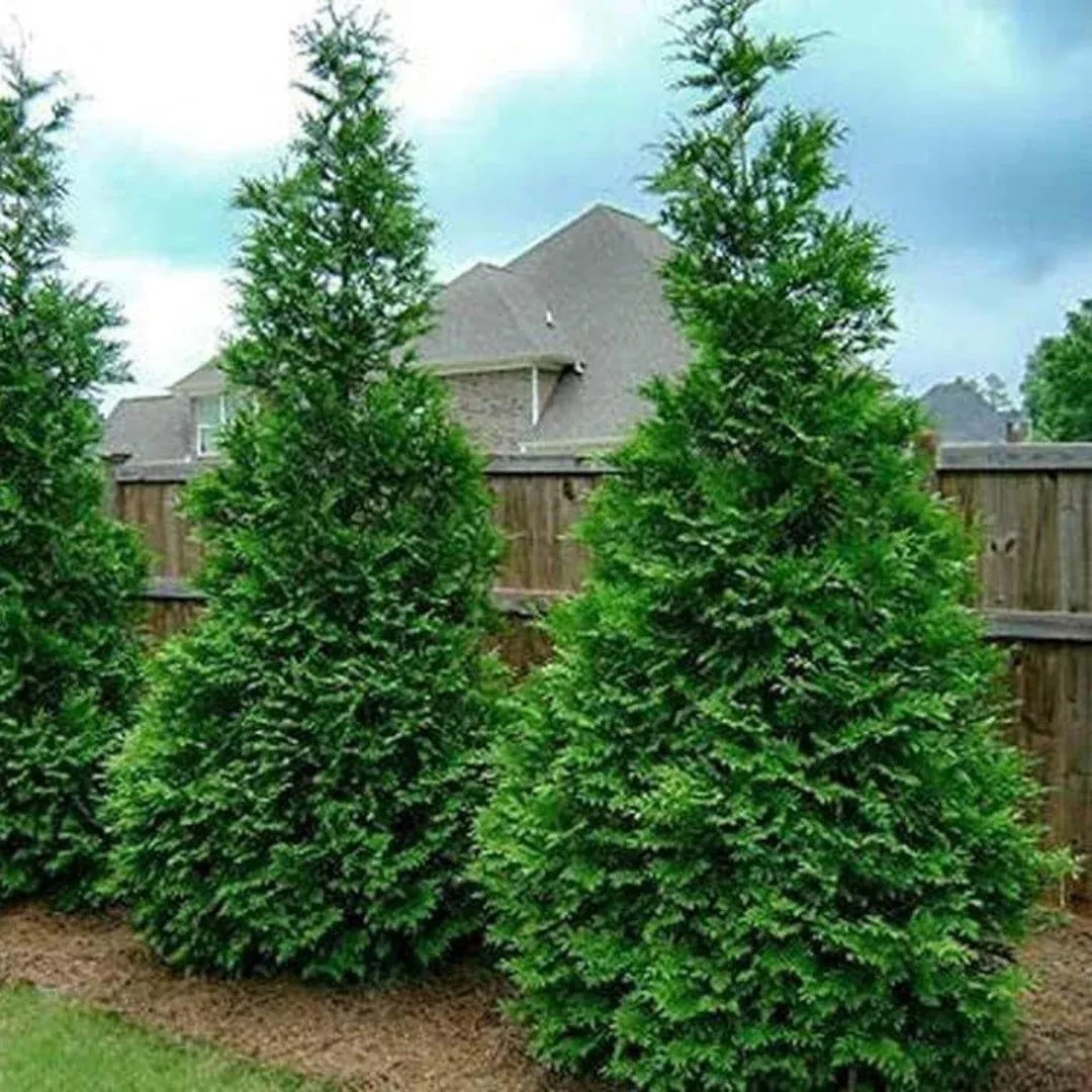 Green Splendor Arborvitae