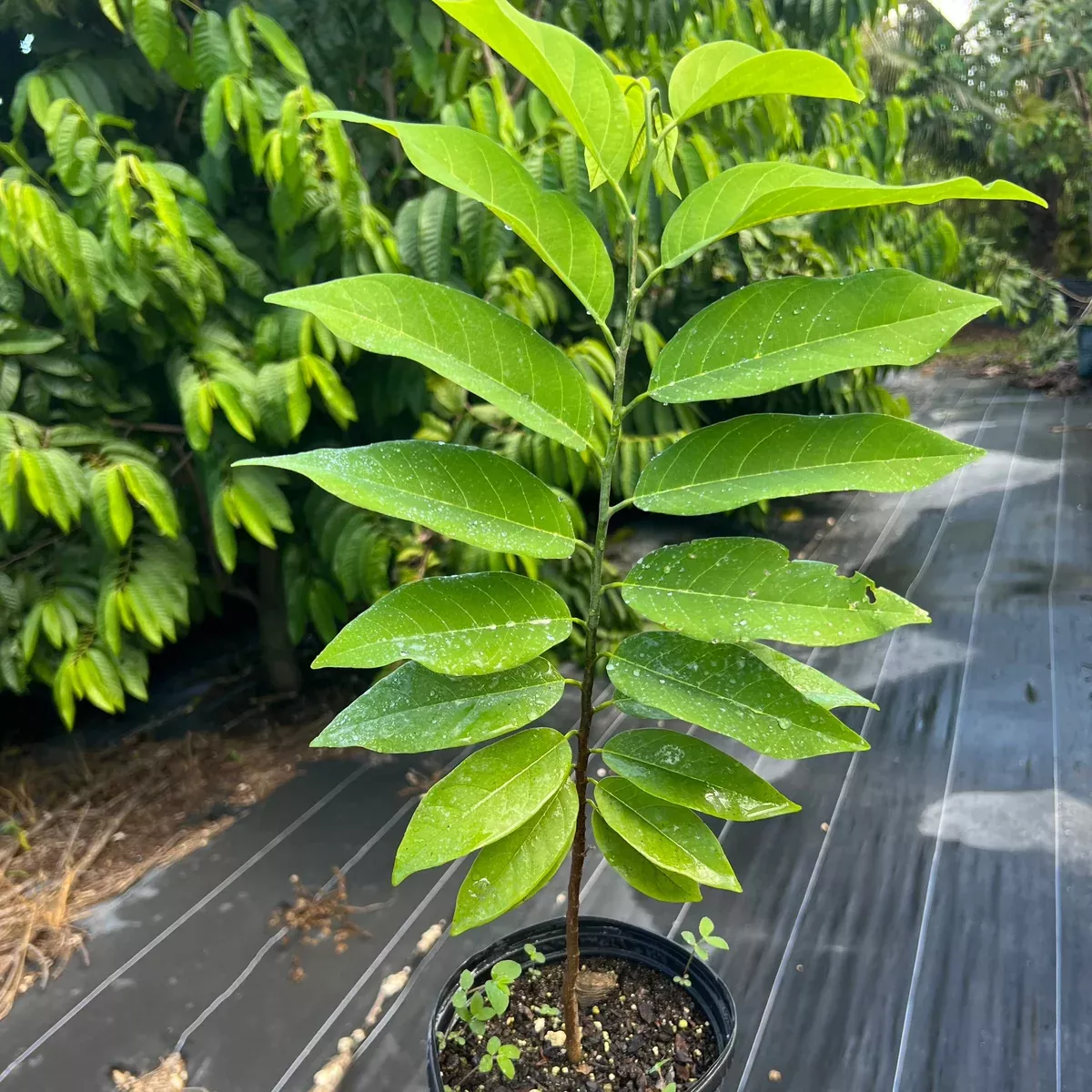 Green Sugar Apple TREE - 1 gallon