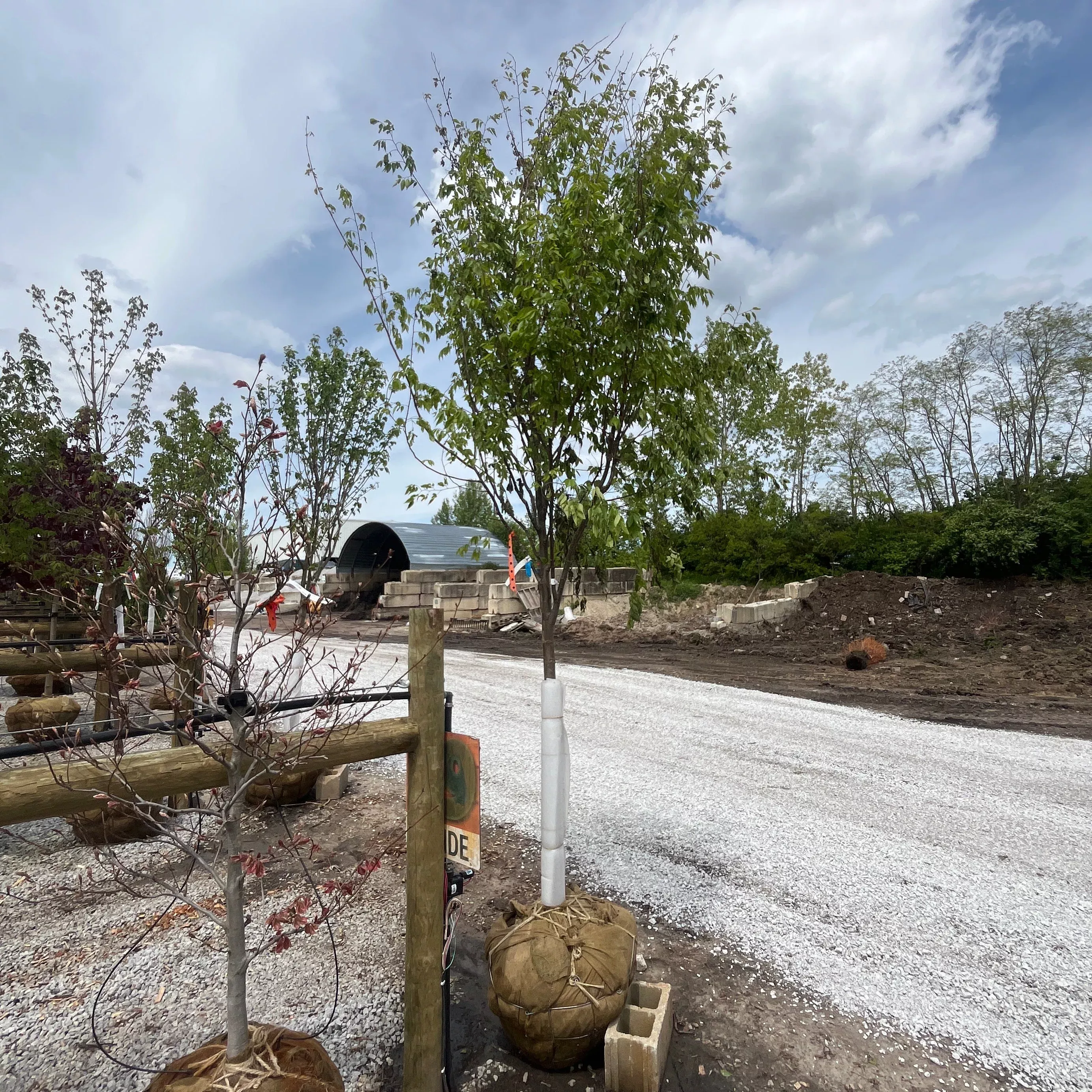 Green Vase Zelkova - Zelkova serrata - 2" Caliper Ball & Burlap Tree
