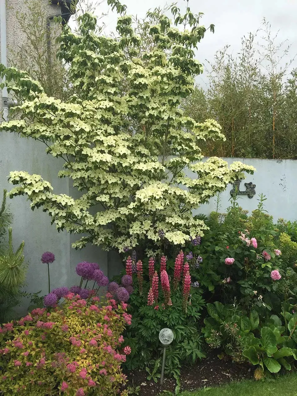 Greensleeves Kousa Dogwood Tree