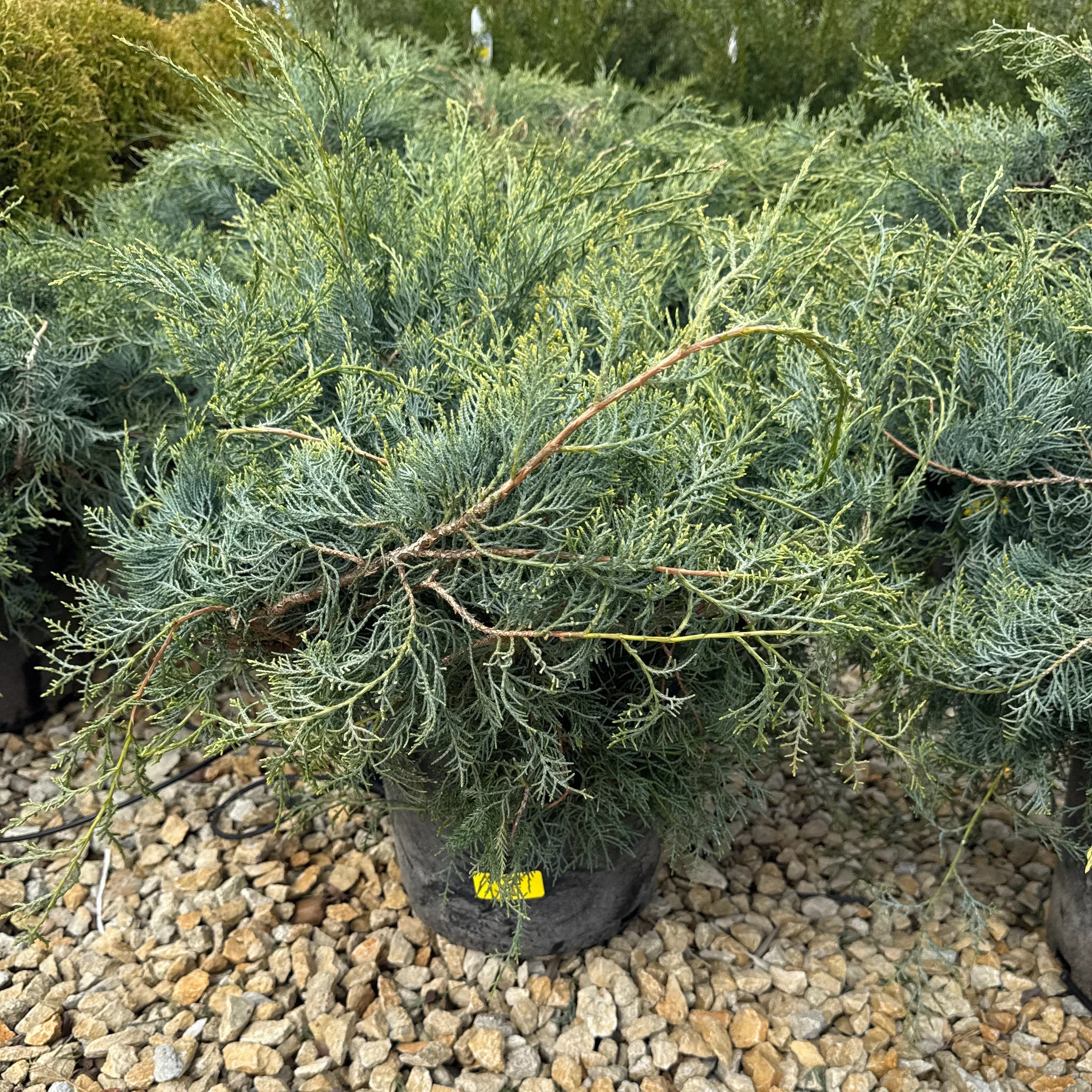 Grey Owl Juniper - Juniperus virginiana - 3 Gallon Potted Evergreen Shrub