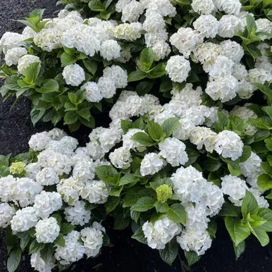Grin and Tonic Reblooming Hydrangea