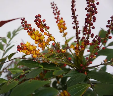 Groovy Glow Mahonia
