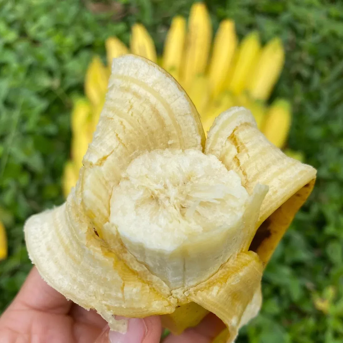 Gros Michel Banana