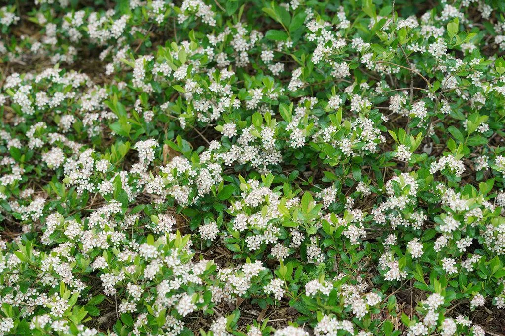 Ground Hug Chokeberry