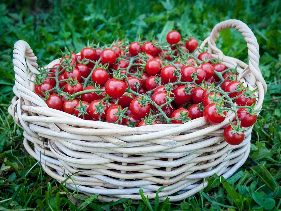 Growing-In-Place Cherry Tomato Seeds