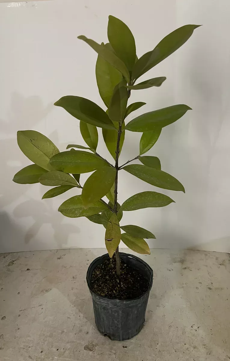 Grumichama Fruit Seedling Tree 1 Gallon Pot