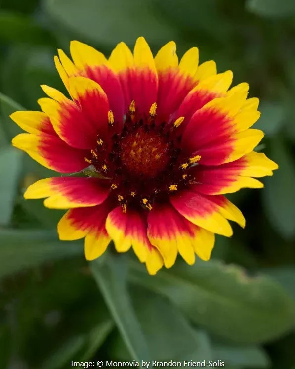 Guapa Blanket Flower, Gaillardia