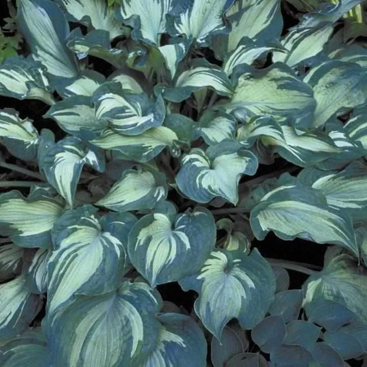 Guardian Angel Hosta