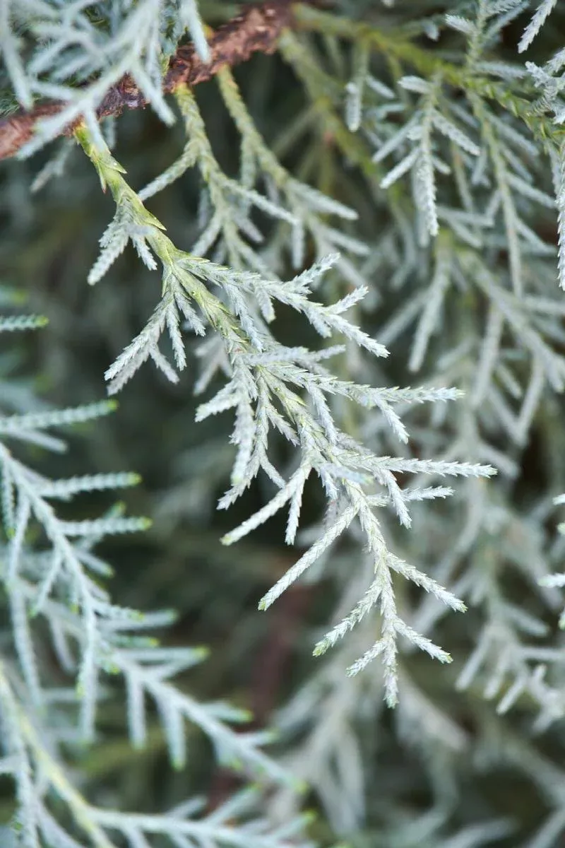 Guardian Indigo Cypress