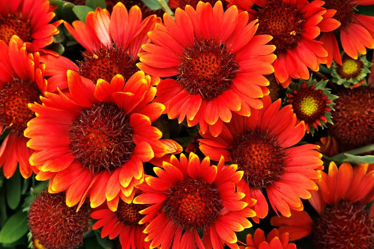Gusto™ Paprika Blanket Flower