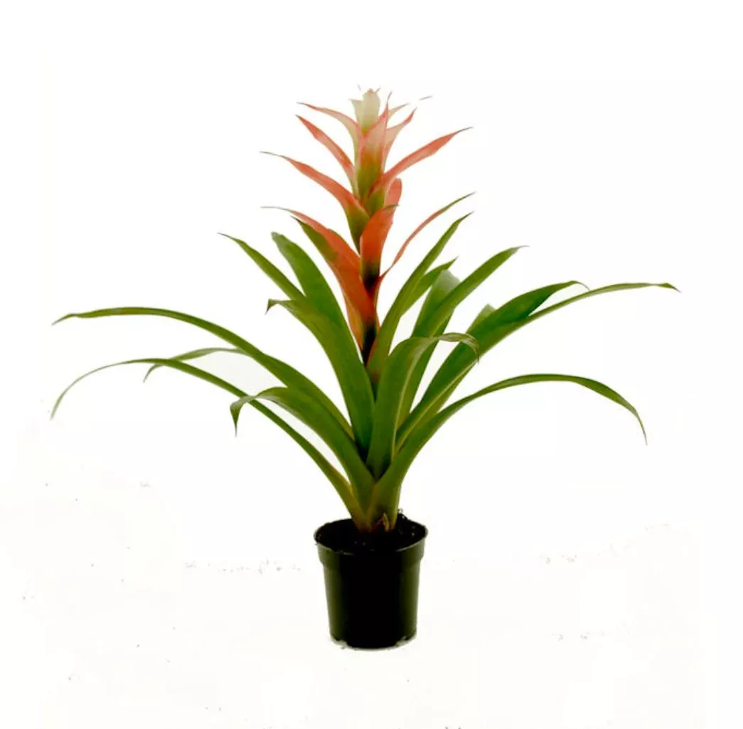 Guzmania Assortment Bromeliad