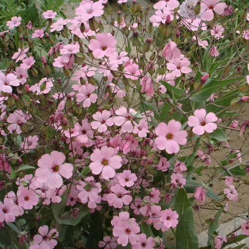 Gypsophila