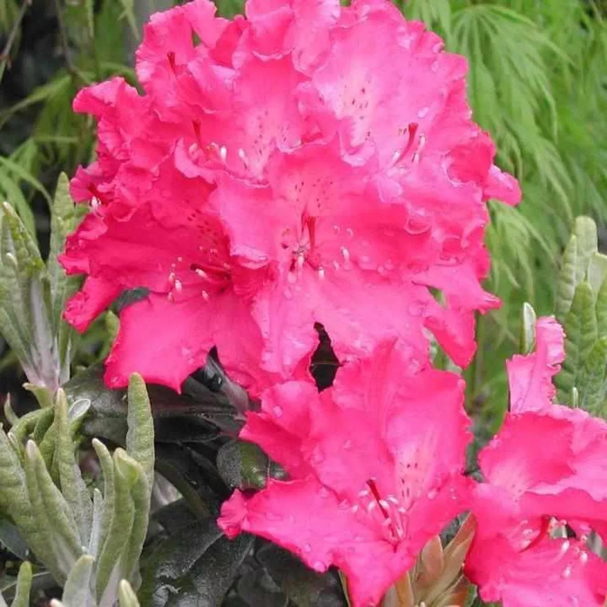 Haaga Rhododendron
