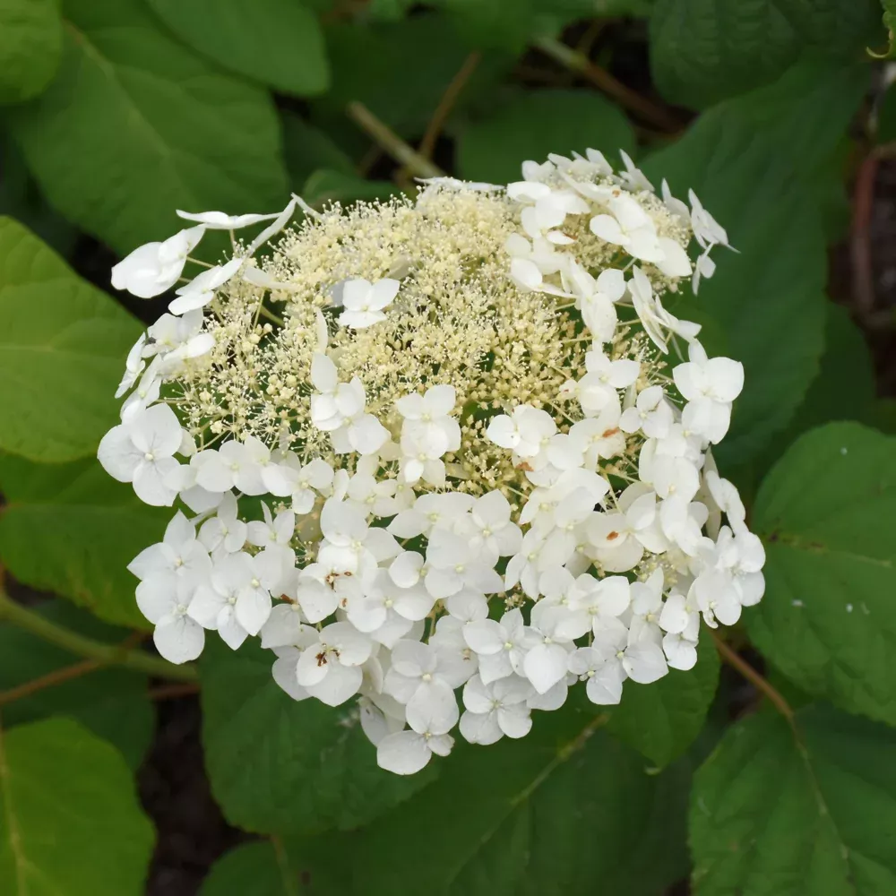 Haas' Halo Hydrangea