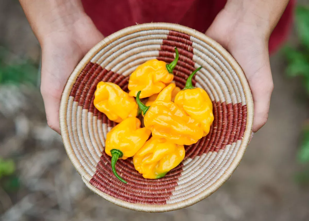 Habanero Orange - Hot Pepper Seeds