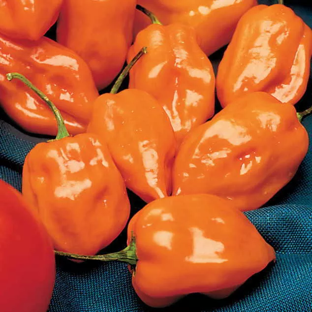 Habanero Pepper- 4" pot