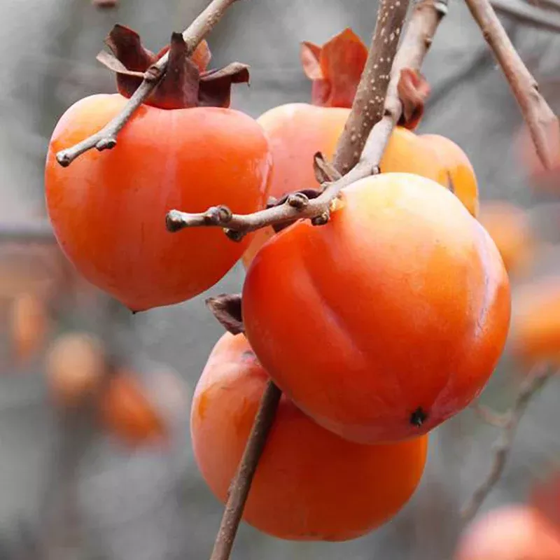 Hachiya Persimmon