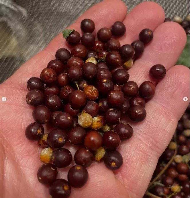 Hackberry Seeds