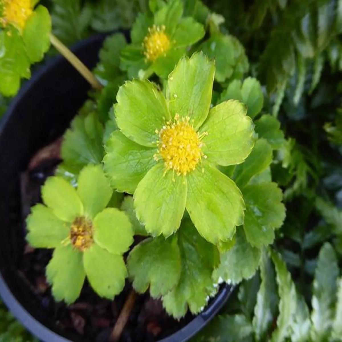 Hacquetia epipactis syn. Sanicula epipactis