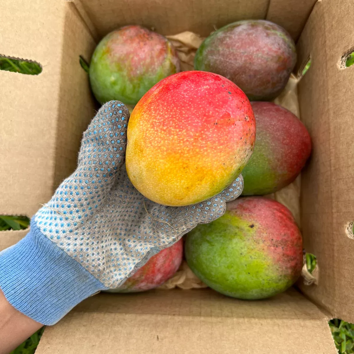 Haden (Hayden) Mango *Pre-Order*