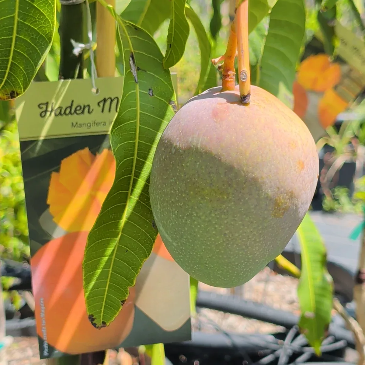 Haden Mango