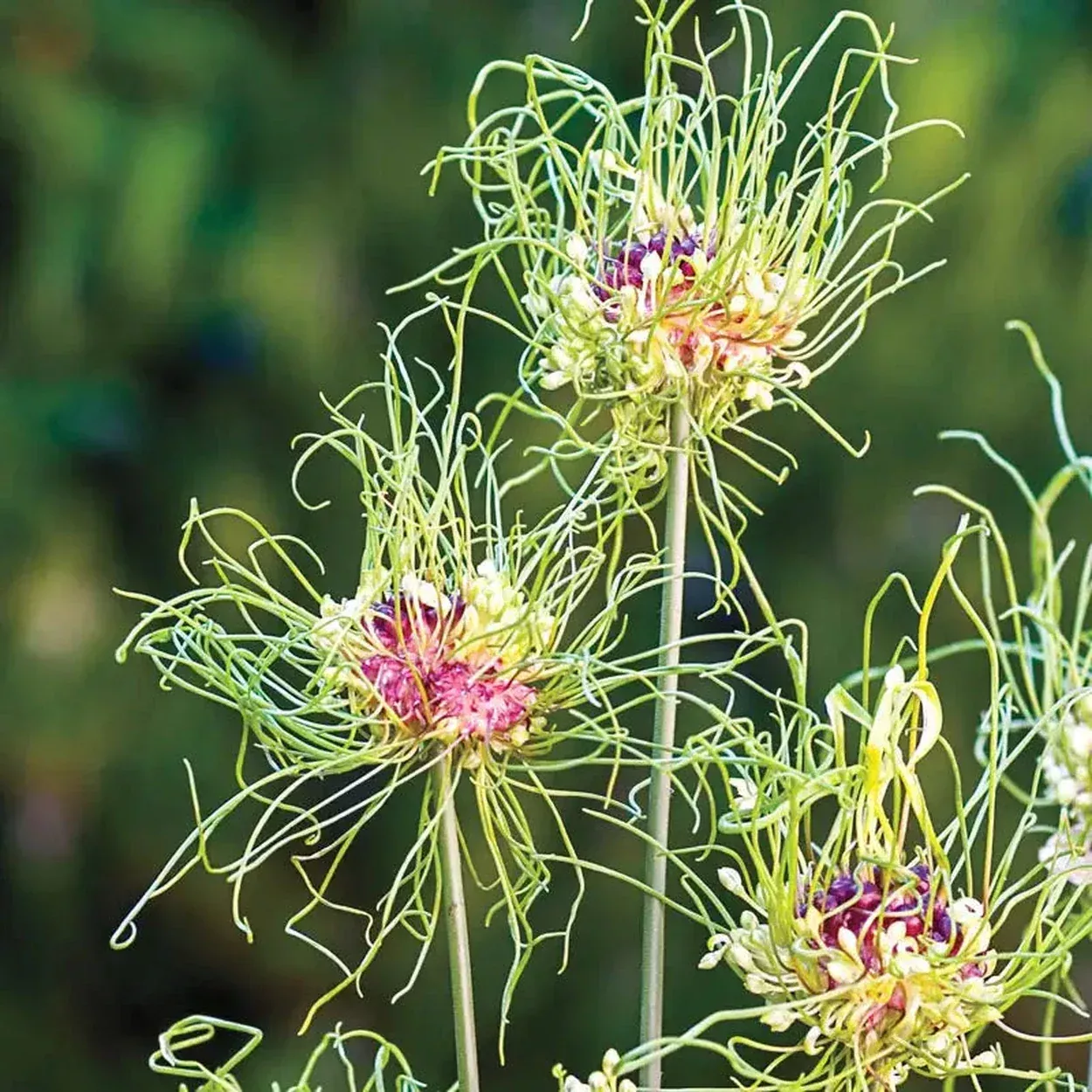Hair Allium