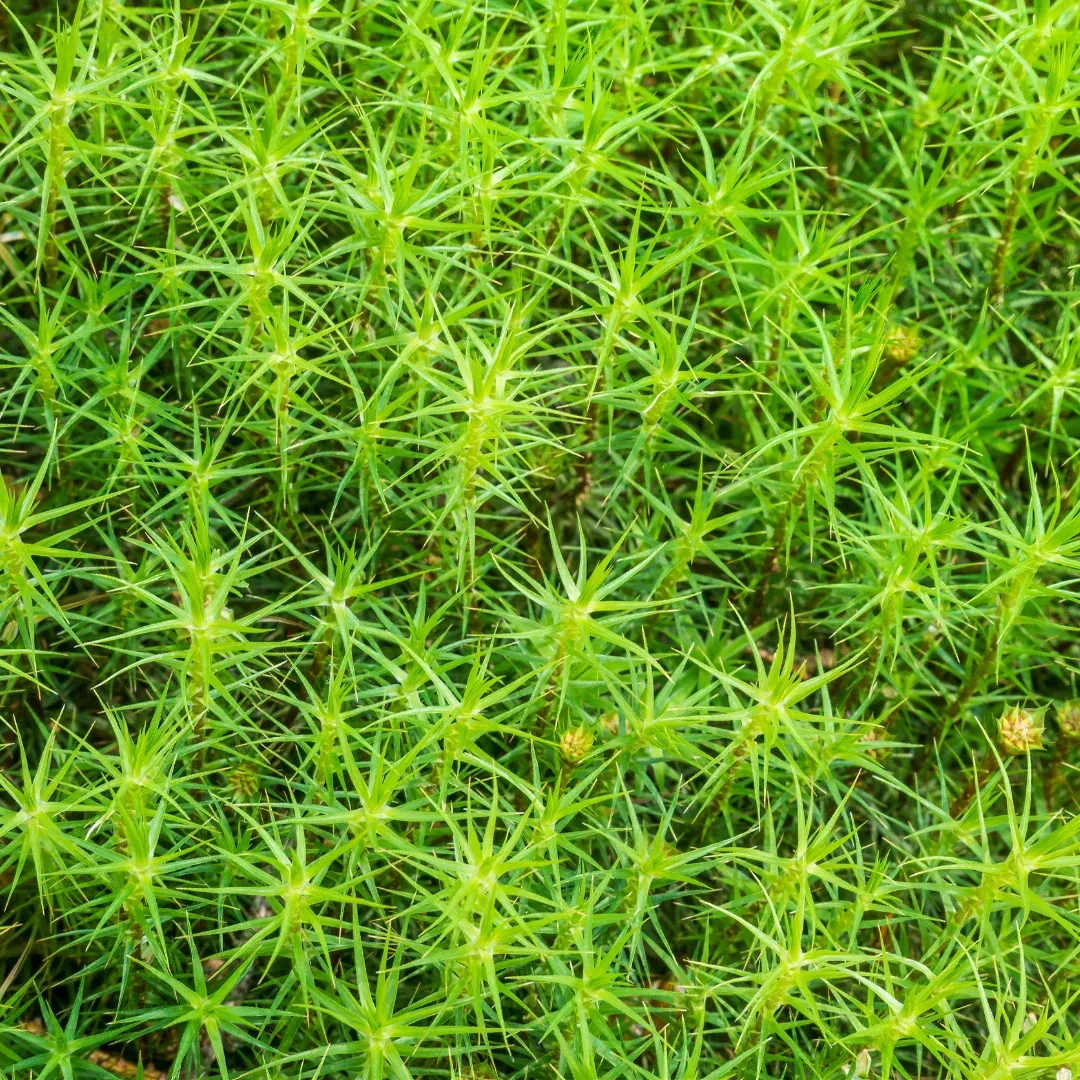 Haircap Moss (Polytrichum spp.) – Live Moss for Terrariums, Vivariums, and Bioactive Setups