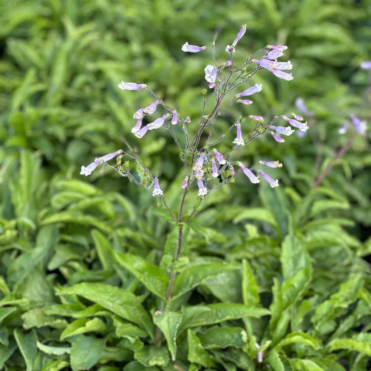 Hairy Beardtongue