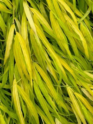 Hakonechloa macra 'All Gold' / Japanese Forest Grass