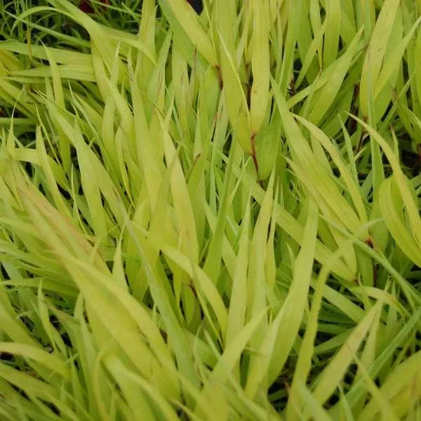 Hakonechloa macra 'All Gold'