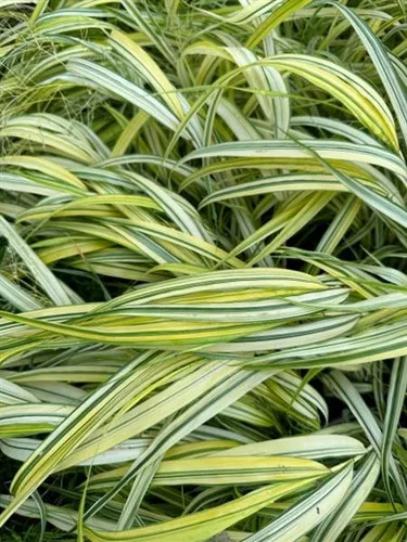 Hakonechloa macra 'Aureola' / Japanese Forest Grass