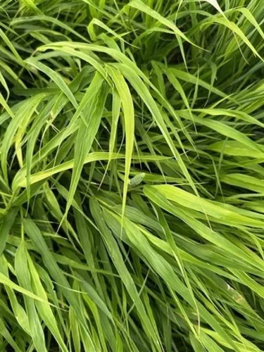 Hakonechloa macra / Japanese Forest Grass