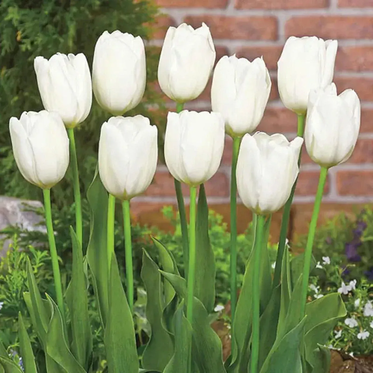 Hakuun Tulip